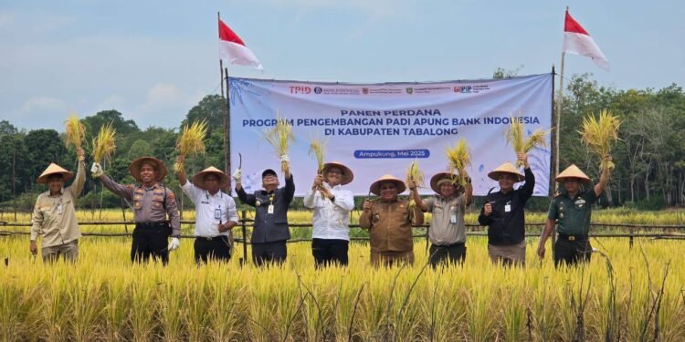 Panen Padi Apung Perdana di Ampukung, Inovasi Pertanian Rawa yang Menjanjikan