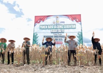Bupati Andi Rudi Latif Panen Raya Jagung Serentak Nasional: Dukung Swasembada Pangan