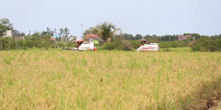 Kalsel Raih Peringkat Pertama Indeks Ketahanan Pangan 2025