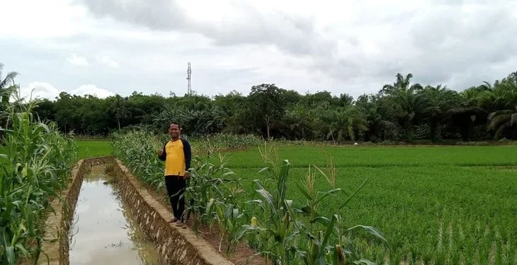 Produksi 1.300 Ton Padi per Tahun, Desa Bumi Asih Optimis Jadi Lumbung Pangan Kotabaru
