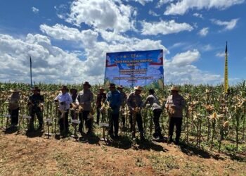 Panen Jagung hingga Launching SPPG Polri Digelar Serentak, Kapolres Hadiri Langsung di Lahan Binaan Polsek Batulicin