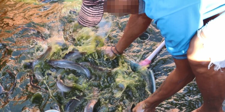 Lapas Batulicin Panen Lele 51 Kg, Warga Binaan Sudah Pikirkan Usaha Sendiri