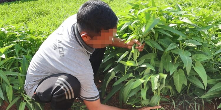 Lapas Batulicin Panen 50 Kg Kangkung di Tengah Kemarau, Warga Binaan: “Kami Belajar Sabar”